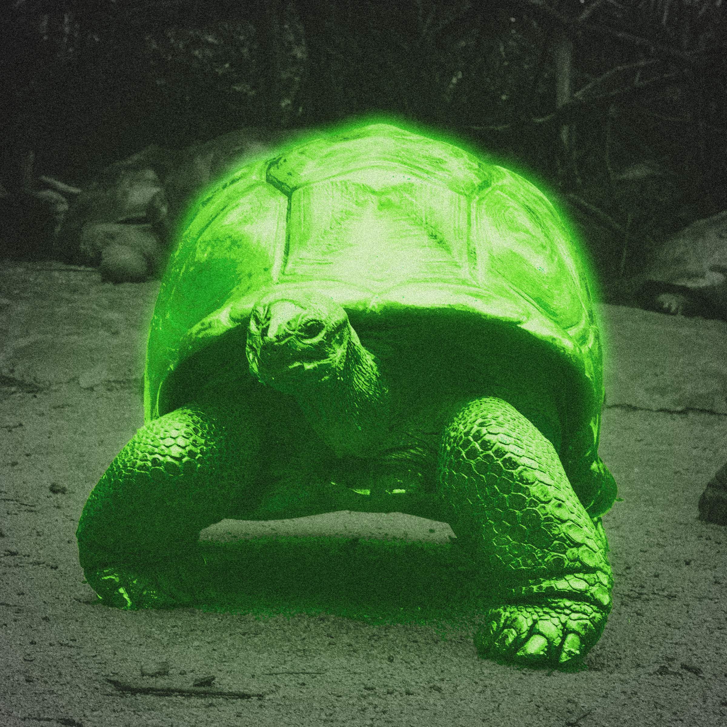 A glowing green tortoise from the galapago islands