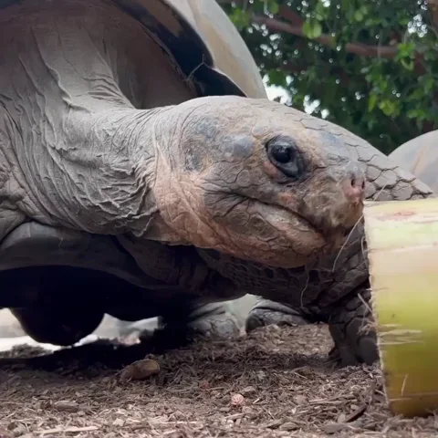 gif turtles